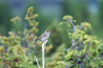 Green finch/genus chloris sitting on a branch outdoor in the forest during spring season. Green blurry background. Birds and animal photography concept.
