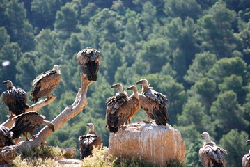 buitre leonado