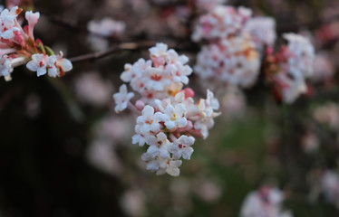 Fresh pink flowers (viburnum botantense dawn)