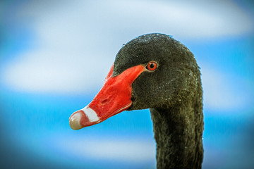 Fototapeta premium Black Swan Portrait