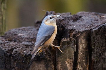 nuthatch