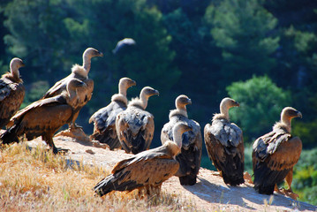 buitres leonados