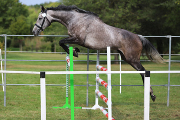Beautiful young purebred horse jump over barrier. Free show jumping outdoors