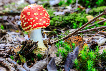 Fly Agaric