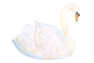 A delicate white swan is a symbol of only love on February 14th. Watercolor hand drawn illustration for Valentine's day