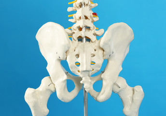 Artificial human skeleton model on blue background, closeup
