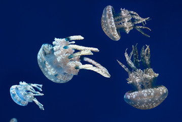 Close up of Spotted Jellies or Papuan jellyfish against a blue background in a aquarium © Reimar