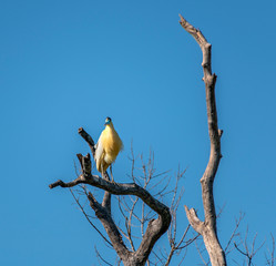 Capped Heron