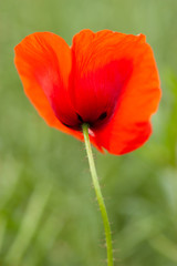 Fototapeta premium Letnie pole maku. Jeden dziki czerwony kwiat na zielonej łące.