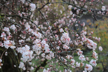 Fresh pink flowers (viburnum botantense dawn)