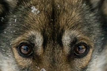 dog's eyes