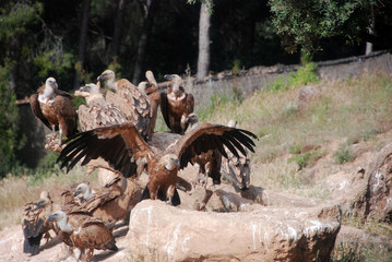 buitres leonado comiendo