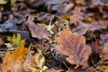 song thrush