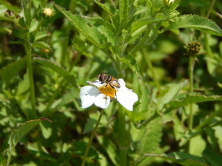 abeja