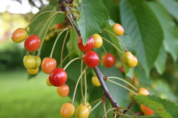 Ripening Cherry