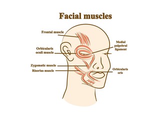 Facial muscles. Graphic illustration. Hand drawing, contour of symbol. Medicine and science, human anatomy simple