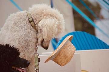 Pudel Hund Zirkus