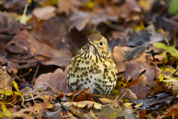 song thrush