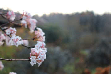 Fresh pink flowers (viburnum botantense dawn)