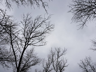 Bare tall trees on a background of cloudy sky, winter forest landscape.