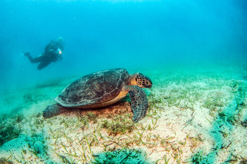 Naklejka premium Turtle at Kas, Turkey