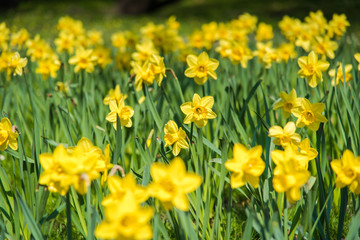Obraz premium Daffodil flower garden during springtime.