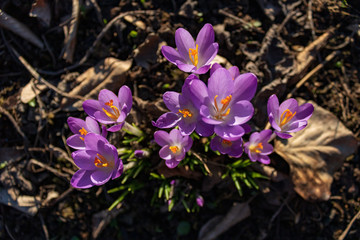 Purple crocus flowers in springtime, close up and top view.