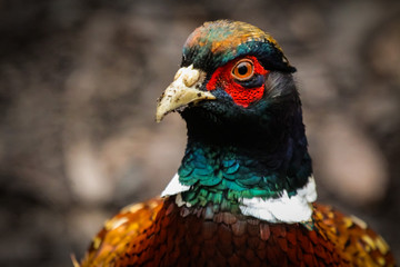 pheasant