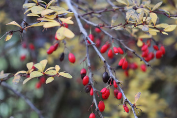 Fresh and colorful flowers of autumn