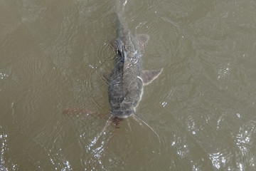 Pêche au mâchoiran dans la rivière Kourou en Guyane française