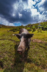 Frontview of a wild pig on the plateau of Coscione in Corsica