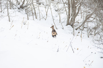 Ordesa National Valley in snowy autumn, located in Pyrenees Spain