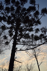 Obraz premium paraná pine