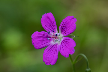 swamp geranium on green background