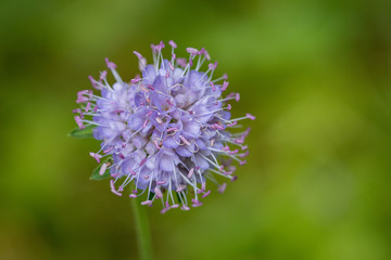 purple flower