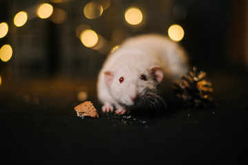 Symbol of coming 2020. Close-up of pretty domestic white rat in festively decorated dark room with bright garlands.