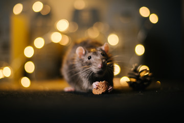 Symbol of coming 2020. Close-up of pretty domestic one rat eats in festively decorated dark room...