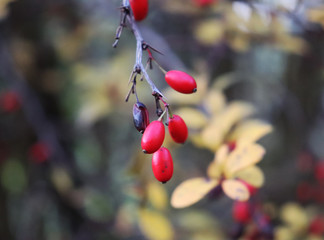 Fresh and colorful flowers of autumn