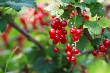 Ripe Red currants in the garden, selective focus