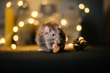 Symbol of coming 2020. Close-up of adorable domestic f one rat eats in festively decorated dark...