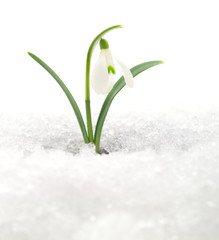 Snowdrop and Snow.