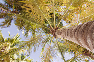 Naklejka premium palm tree 