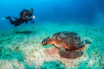 Turtle at Kas, Turkey