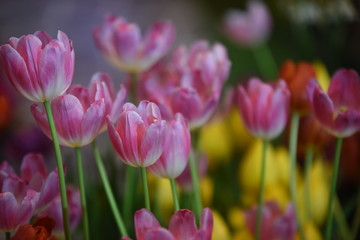 Closeup of beautiful tulips. Spring flowers blossom background. Fresh plant in garden.