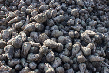 A huge pile of stern white beets on a farm in the Netherlands. Seasonal farm fresh organic vegetables from the garden.