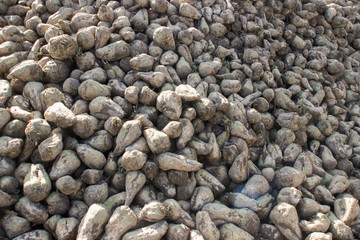 A huge pile of stern white beets on a farm in the Netherlands. Seasonal farm fresh organic...