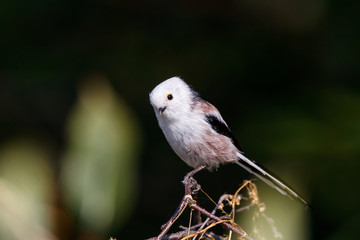 Long-tailed tit aegithalos caudatus sitting on branch of tree. Cute little fluffy bird in wildlife.