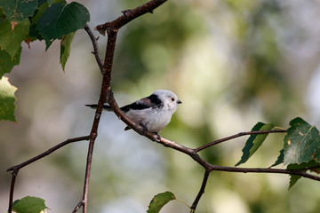 Long-tailed tit aegithalos caudatus sitting on branch of tree. Cute little fluffy bird in wildlife.