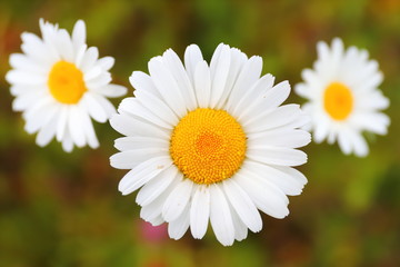 Obraz premium Three daisies in a field close-up