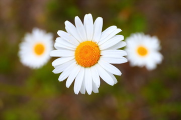 Obraz na płótnie Canvas Three daisies in a field close-up